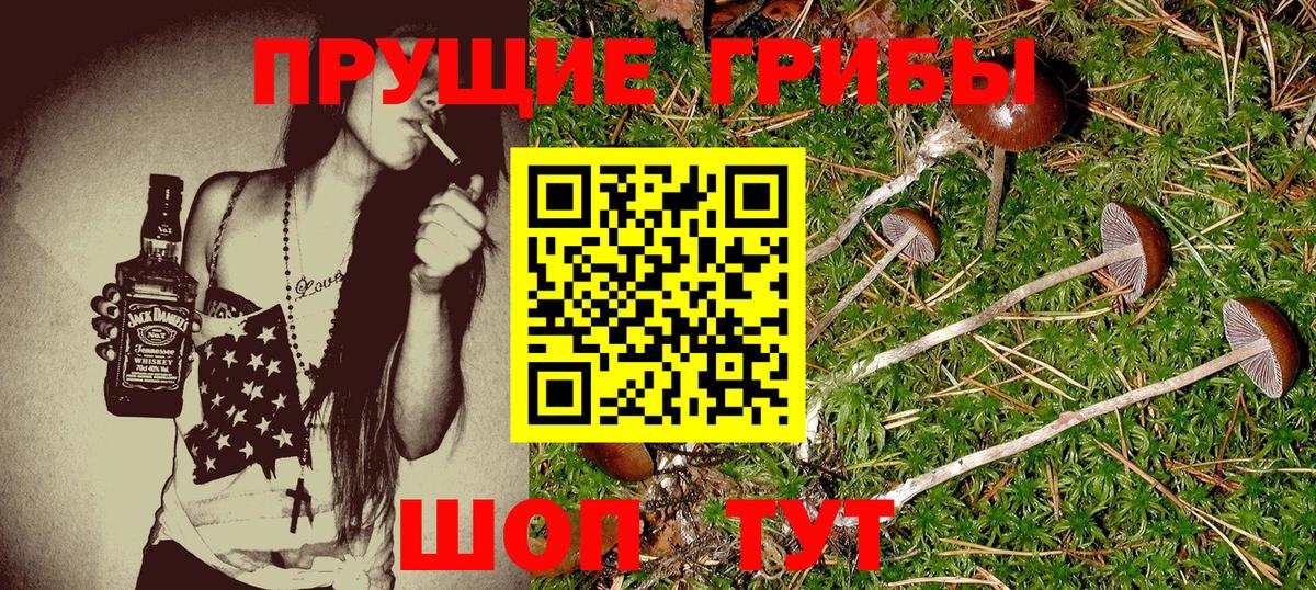 Мирный  Псилоцибиновые грибы Psilocybine cubensis  где продают наркотики  Вход с VPN 